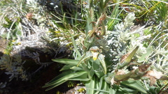 Chloraea magellanica