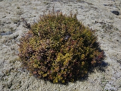 Gaultheria crassa