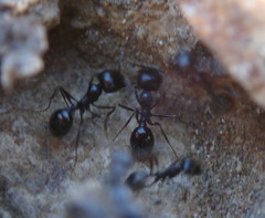 Veromessor pergandei