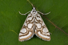 Nymphula nitidulata