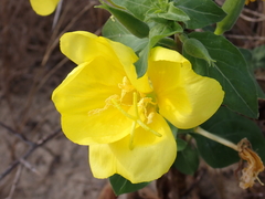 Oenothera