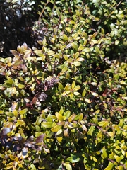 Gaultheria crassa