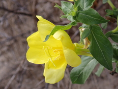Oenothera