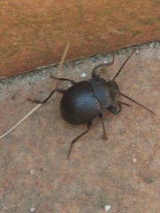 Accanthopus velikensis