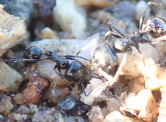 Veromessor pergandei