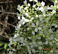 Nasturtium officinale