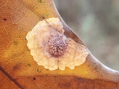 Tischeria quercitella