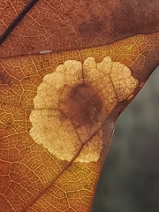 Tischeria quercitella