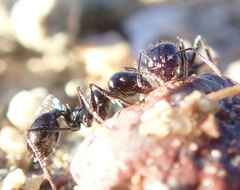 Veromessor pergandei