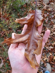 Tischeria quercitella