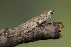 Phycitodes binaevella