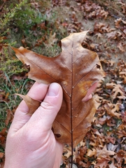 Tischeria quercitella