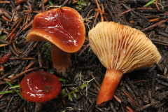 Lactarius badiosanguineus