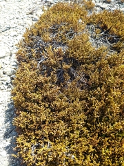 Lepidothamnus laxifolius