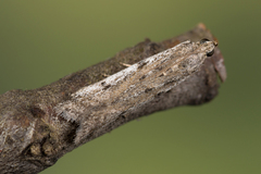 Phycitodes binaevella