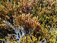 Lepidothamnus laxifolius