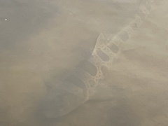 Triakis semifasciata