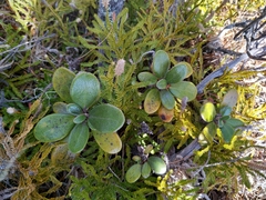 Brachyglottis bidwillii