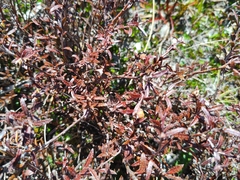 Gaultheria macrostigma