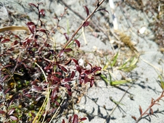 Gaultheria macrostigma