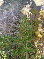 Coprosma pseudocuneata