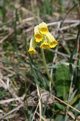 Primula veris veris