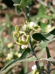 Araujia brachystephana