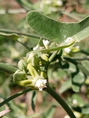 Araujia brachystephana