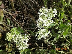 Nasturtium officinale