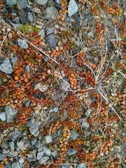 Epilobium brunnescens