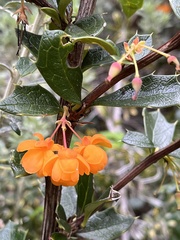 Berberis ilicifolia