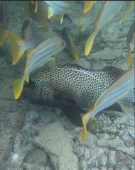 Plectorhinchus chaetodonoides