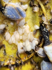 Fiona pinnata
