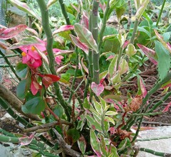 Disocactus ackermannii