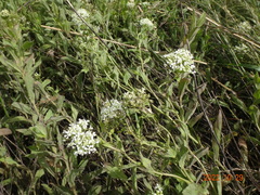 Nasturtium officinale