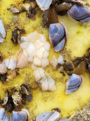Fiona pinnata