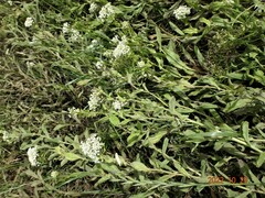 Nasturtium officinale