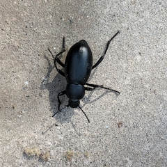 Eleodes grandicollis