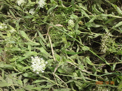 Nasturtium officinale