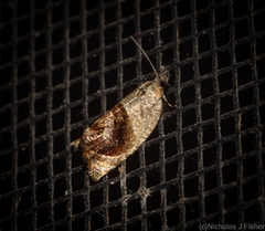 Acroceuthes metaxanthana