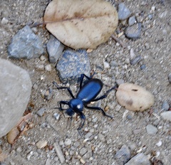 Eleodes grandicollis