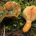 Lactarius deliciosus areolatus - Photo (c) Ed Barge, some rights reserved (CC BY-NC), uploaded by Ed Barge