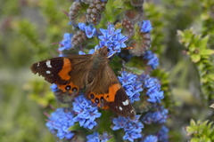 Vanessa gonerilla ida
