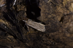 Scoparia indistinctalis