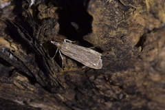 Scoparia indistinctalis