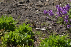 Vanessa gonerilla ida