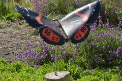 Vanessa gonerilla ida