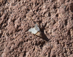 Cobubatha dividua