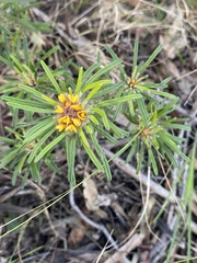 Pultenaea petiolaris