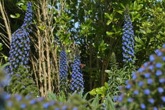 Vanessa gonerilla ida